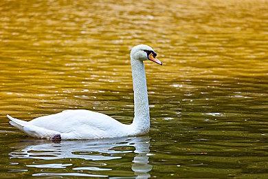 SE公布疲软财报 但仍有望在第四季度实现盈利